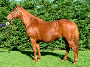 Yankee Gold by Western Symphony